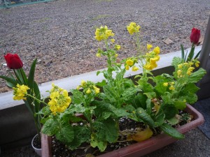 お寒くなりました