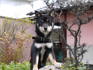 大晦日!!今年もあとわずか・・・