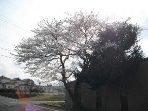 今日から4月です。