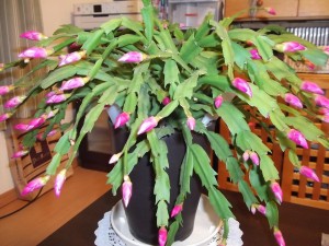 お花の生命に感激です。