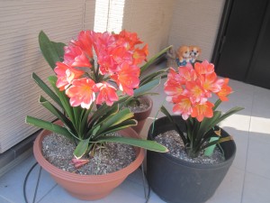 皆でがんばりましょう！