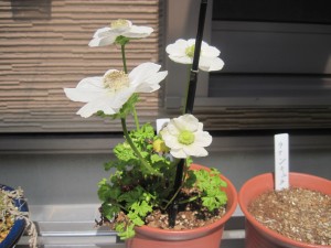 新年度　スタートしました。