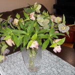 クリスマスローズ