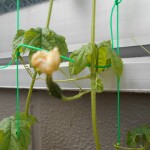 ヒノキブン環境事業？？